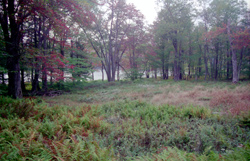 Amphitheatre ruins, 1998 (19204 bytes)