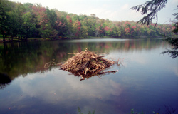 Beaver Lodge, Orchard Lake, 1998 (12560 bytes)