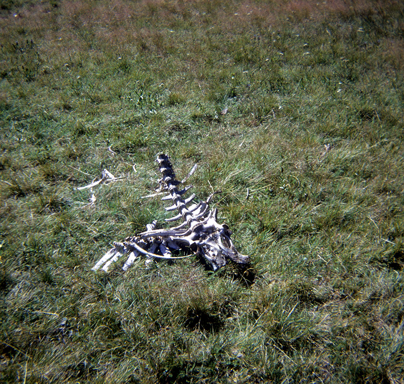 Deer or cow skeleton
