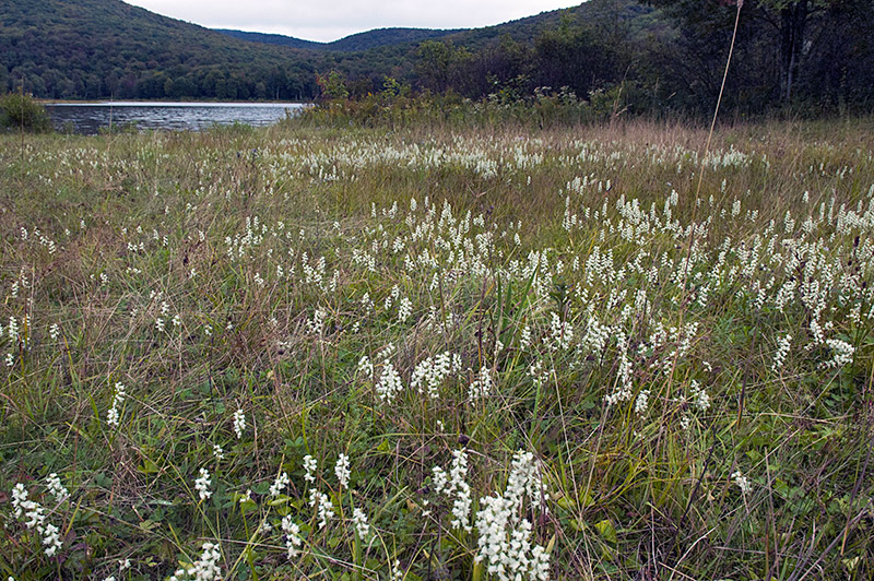 Wildflowers near the old Trading Post site (2009)