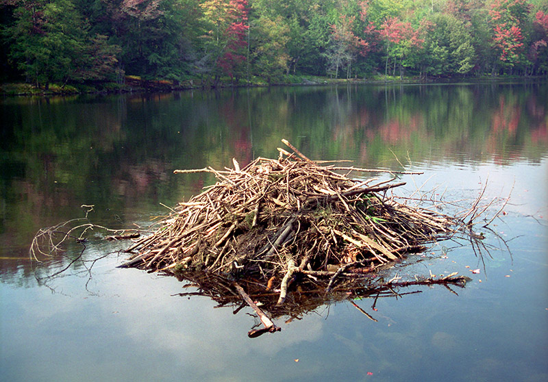 Beaver lodge (1998)