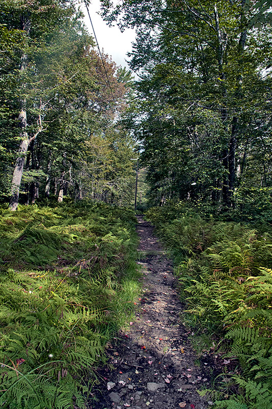 Power Line Trail (2009)