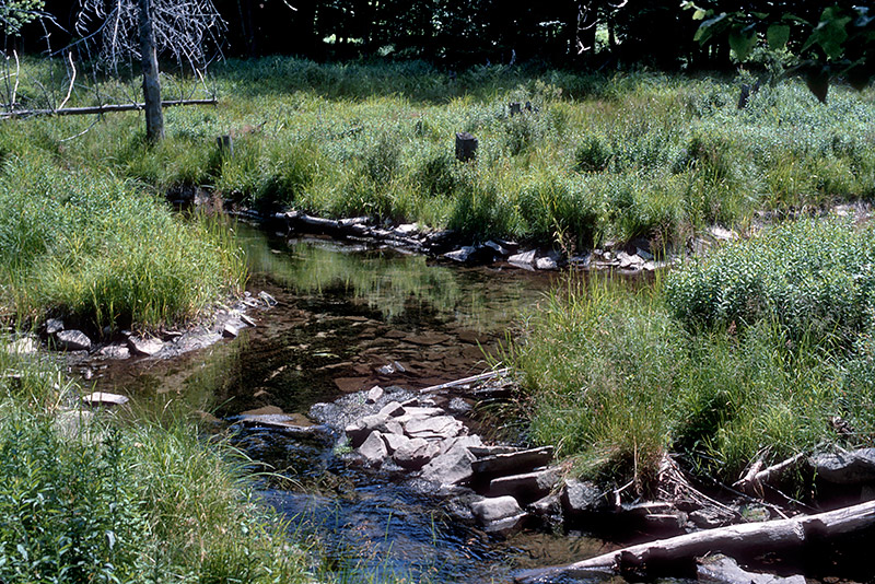 Sprague Brook (1983)