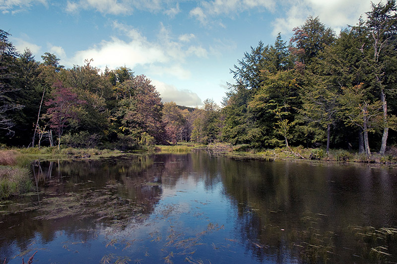 Sprague Brook (2009)