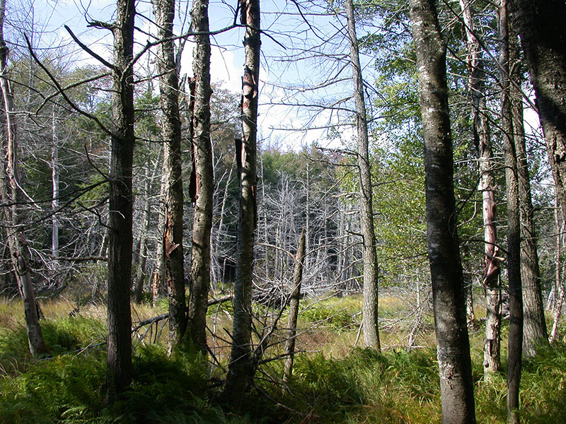 Former site of Yo-Kuts campsite (2002)