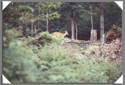 Teddy Roosevelt Staff Pet (deer)