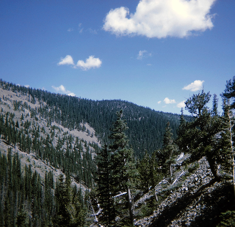 Nearing the tree line