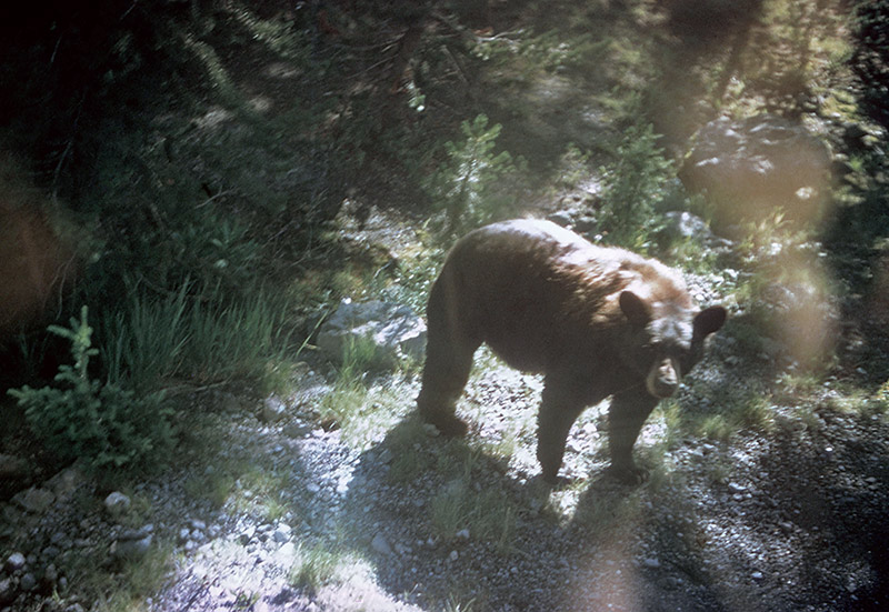 Looking down at the bear