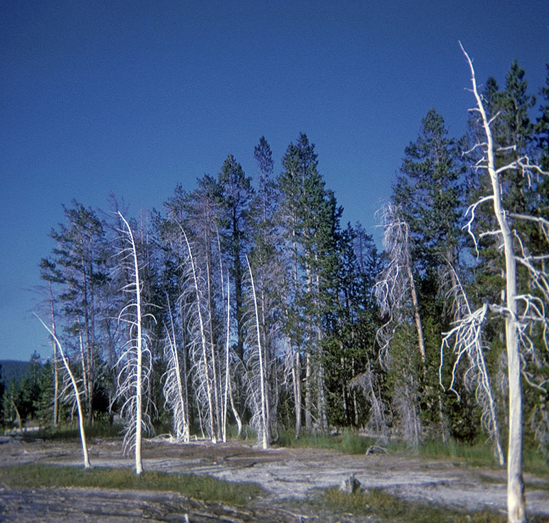 Trees bleached white by sulfurous steam